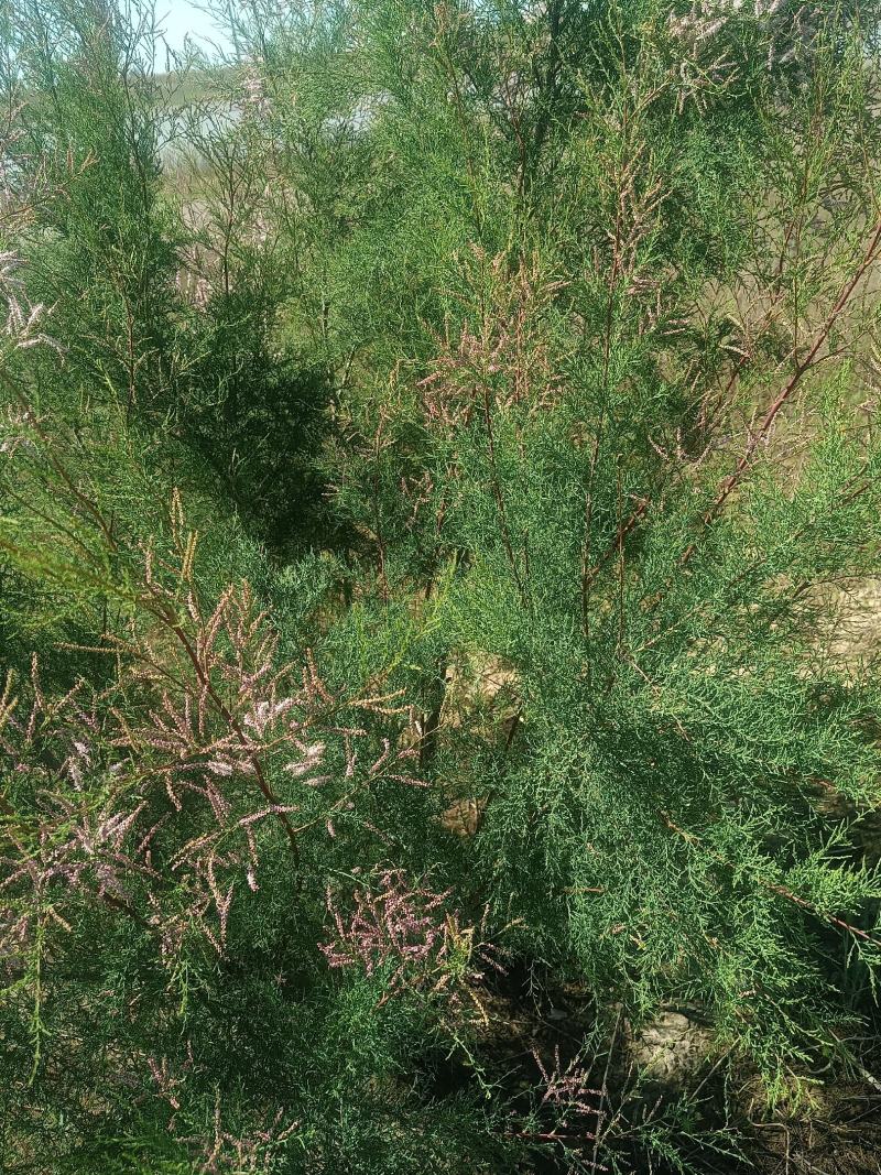 西河柳嫩枝