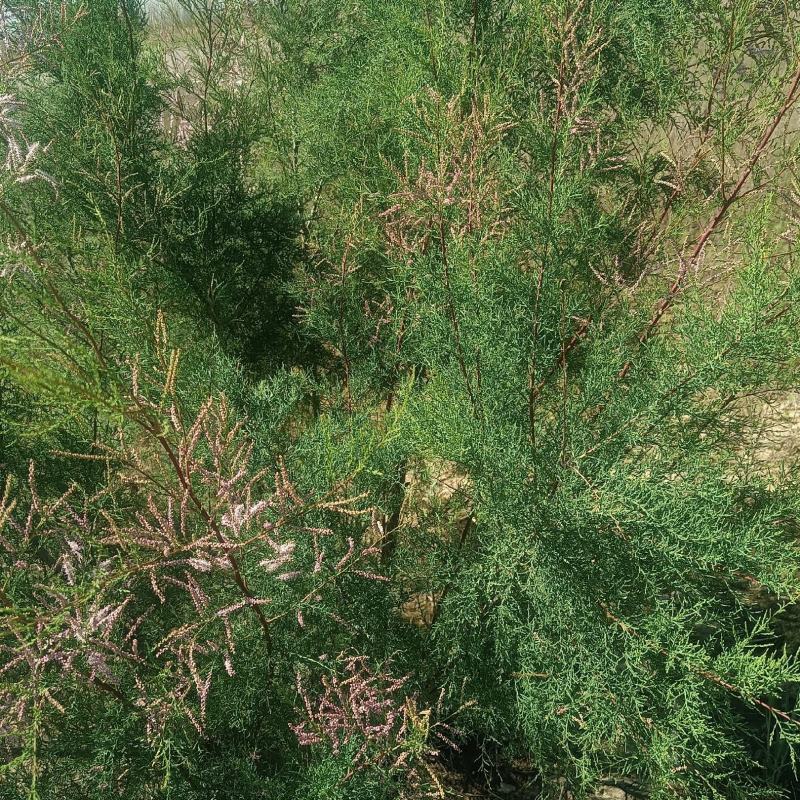 西河柳嫩枝