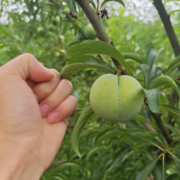 蜂糖李，口感超绝，回头客多，树上结果，地上养鸡，营养健康