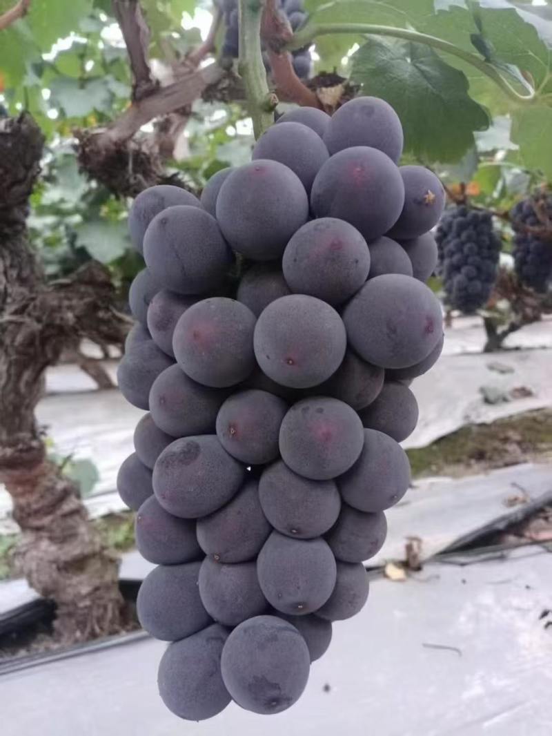 巨峰葡萄