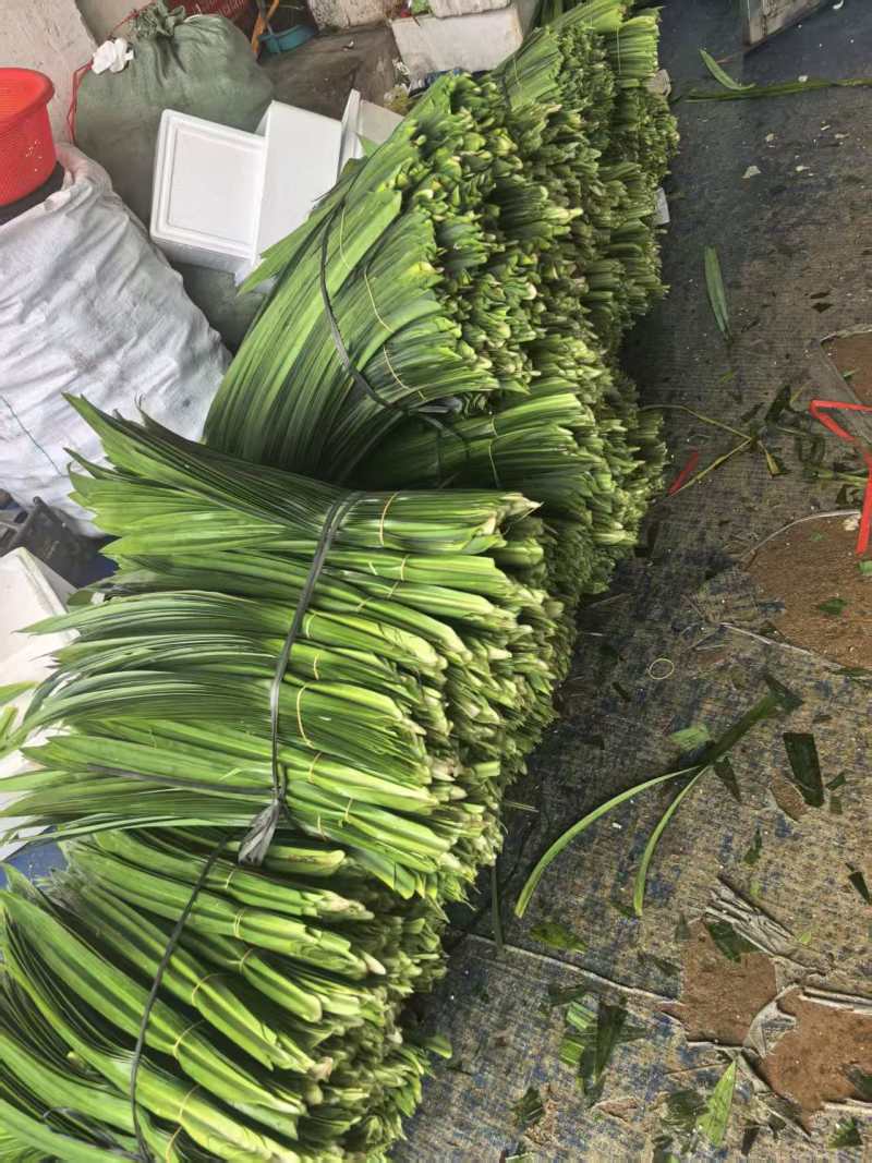 海南斑兰叶