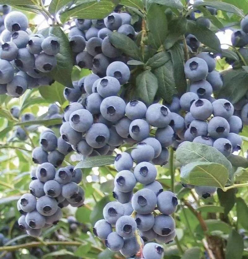 推荐【优质蓝莓】产地批发一手货源保质保量全国发货