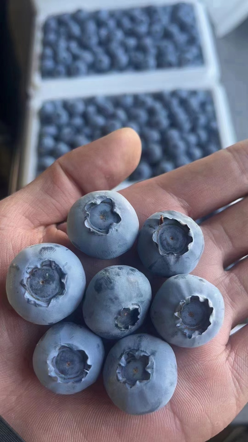 推荐【优质蓝莓】产地批发一手货源保质保量全国发货