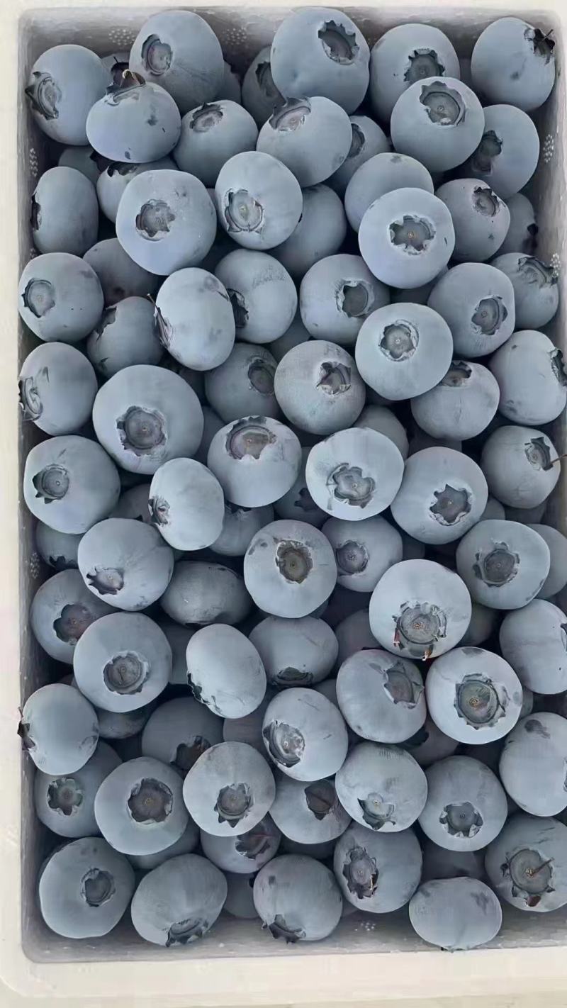 推荐【优质蓝莓】产地批发一手货源保质保量全国发货