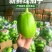 【精品青茄】河南安阳产地直发质量保证规格齐全一手货源
