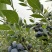 贵州麻江蓝莓种植基地现摘现发