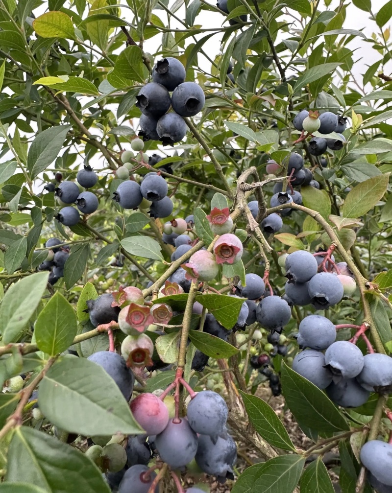 贵州麻江蓝莓种植基地现摘现发