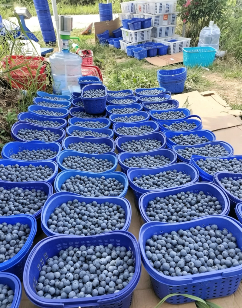 贵州麻江蓝莓种植基地现摘现发