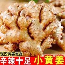 【农姜自卖】云南小黄姜抢购黄姜云南月子正宗大块新鲜批发