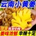 【农姜自卖】云南小黄姜抢购黄姜云南月子正宗大块新鲜批发