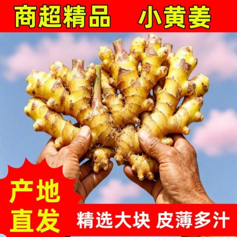 【农姜自卖】云南小黄姜抢购黄姜云南月子正宗大块新鲜批发