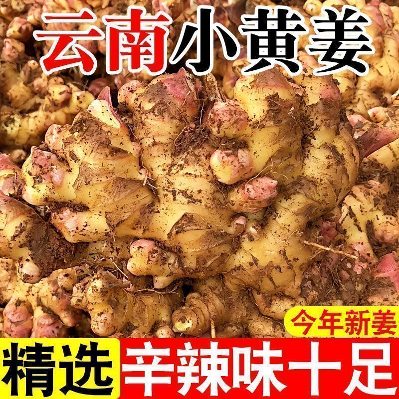 【农姜自卖】云南小黄姜抢购黄姜云南月子正宗大块新鲜批发