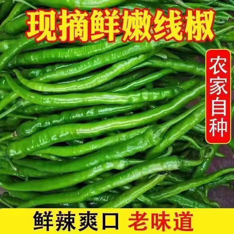 山东辣椒新鲜青线椒正宗软皮线椒新鲜农家青椒现摘现发二荆条