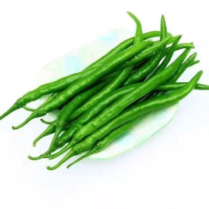 山东辣椒新鲜青线椒正宗软皮线椒新鲜农家青椒现摘现发二荆条