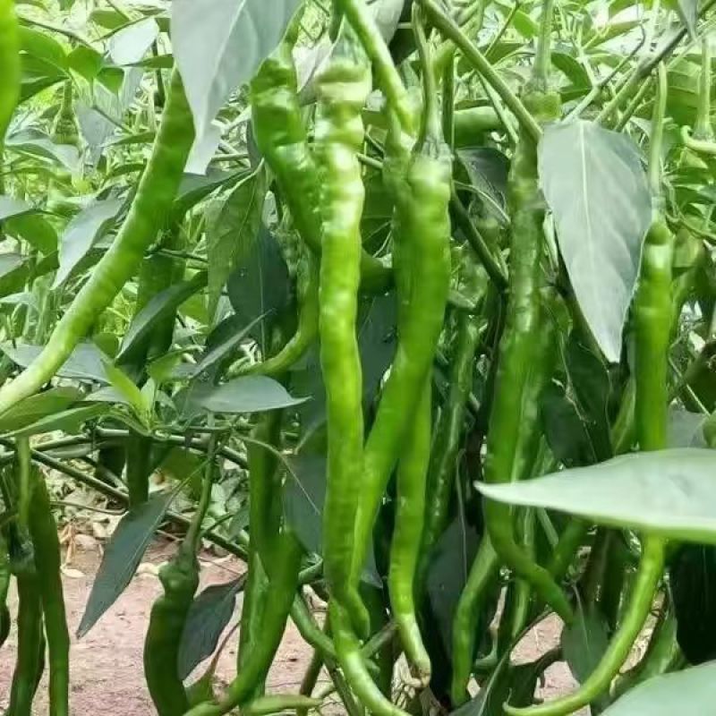 山东辣椒新鲜青线椒正宗软皮线椒新鲜农家青椒现摘现发二荆条