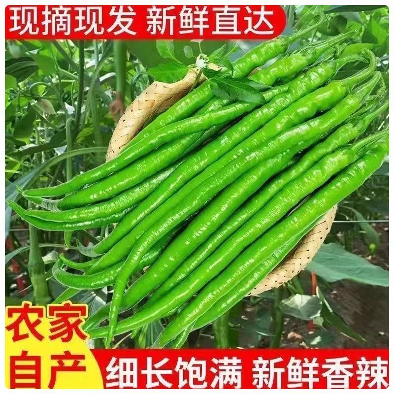 山东辣椒新鲜青线椒正宗软皮线椒新鲜农家青椒现摘现发二荆条