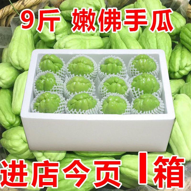云南佛手瓜新鲜洋瓜丰收现摘窝瓜当季农家丝瓜寿瓜自种蔬菜批