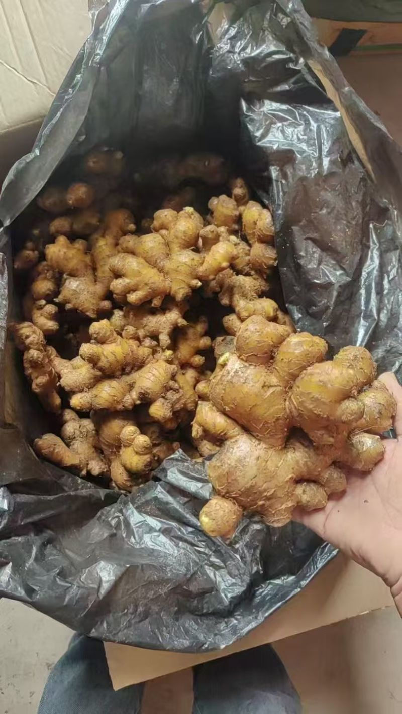 精品小黄姜新品上市自家种植品质好价格优惠对接商超档口