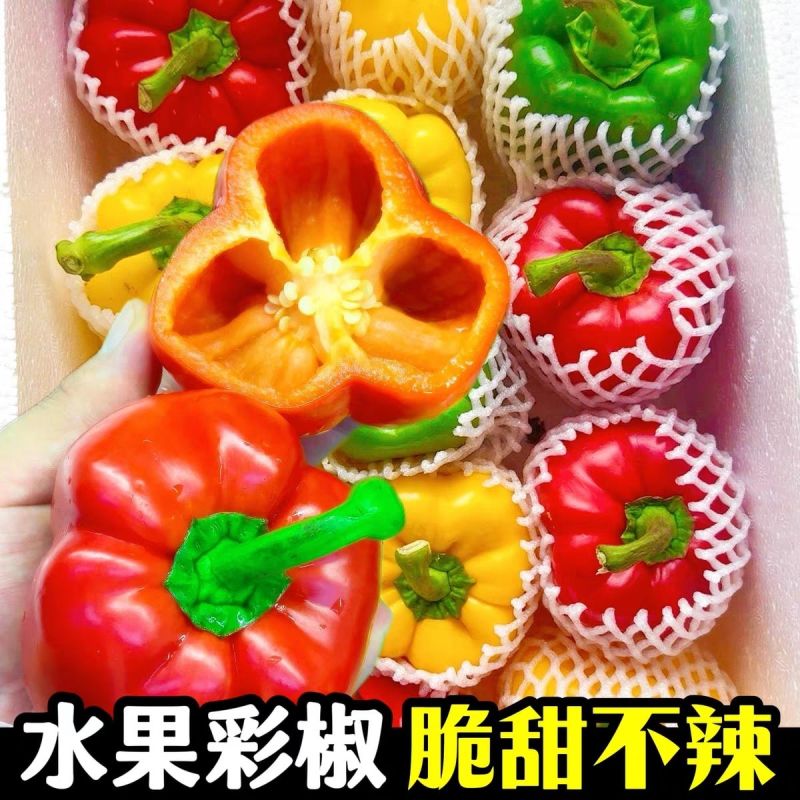 《寿光五彩椒》圆椒五彩椒柿子椒灯笼椒红黄椒水果甜椒