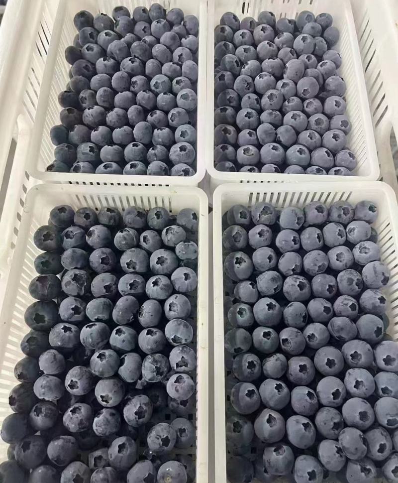 推荐【蓝莓】产地批发一手货源保质保量全国发货