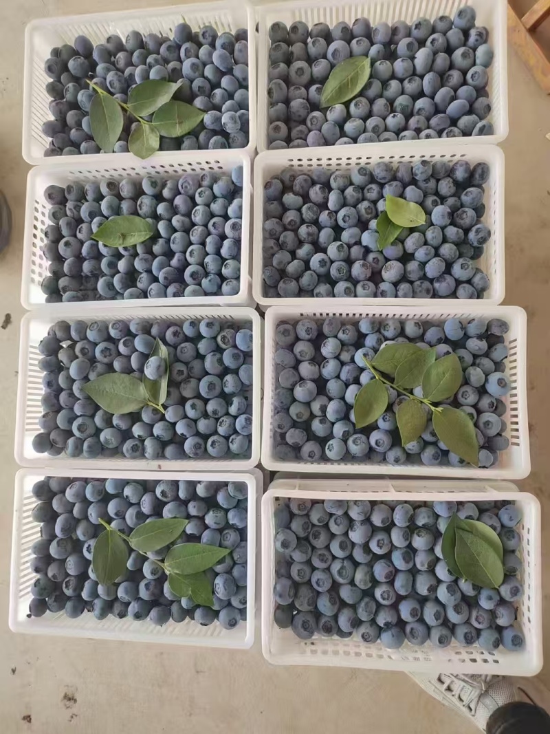 推荐【蓝莓】产地批发一手货源保质保量全国发货