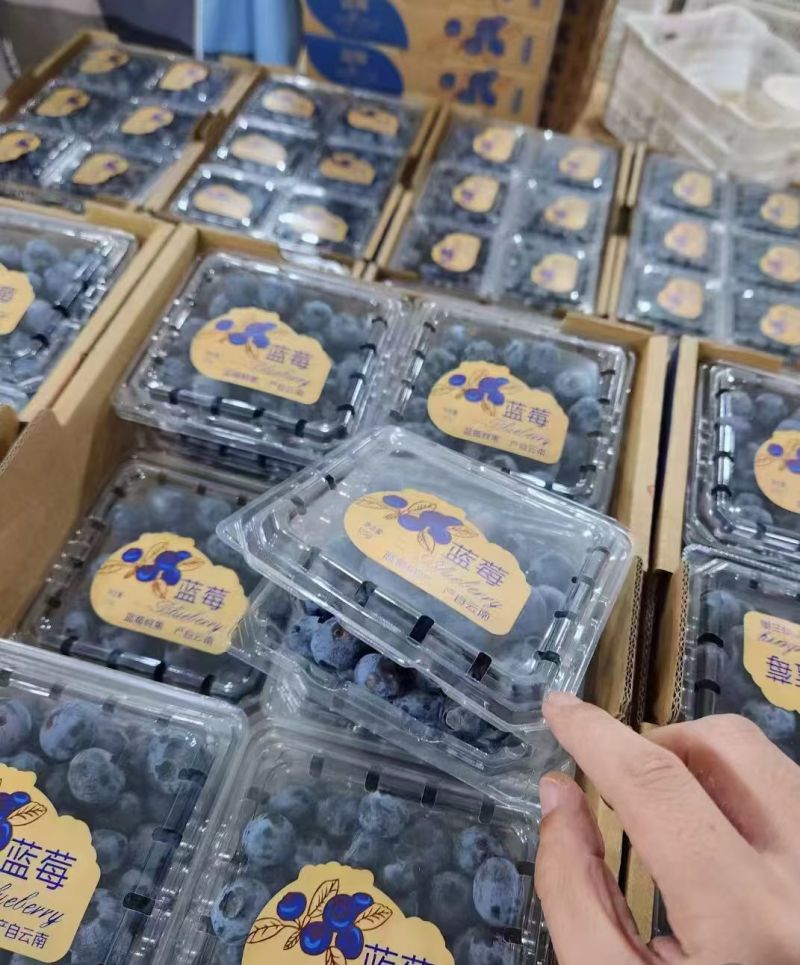 推荐【蓝莓】产地批发一手货源保质保量全国发货