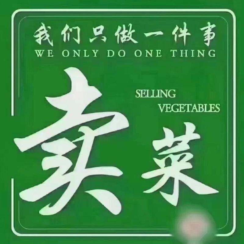 内蒙赤峰中细颗芹菜