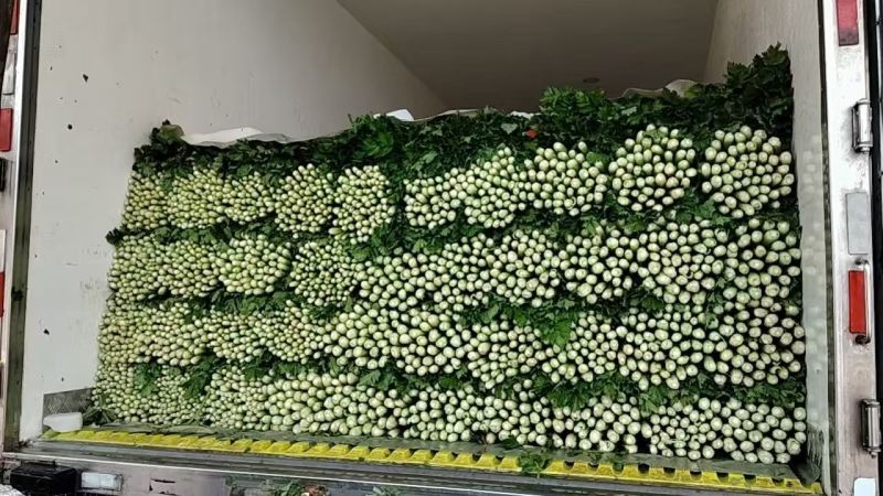 内蒙赤峰中细颗芹菜