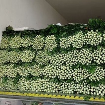 内蒙赤峰中细颗芹菜