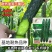 耐热油亮王黄瓜种子绿瓤长黄瓜种籽春夏秋季耐热密刺大田高产