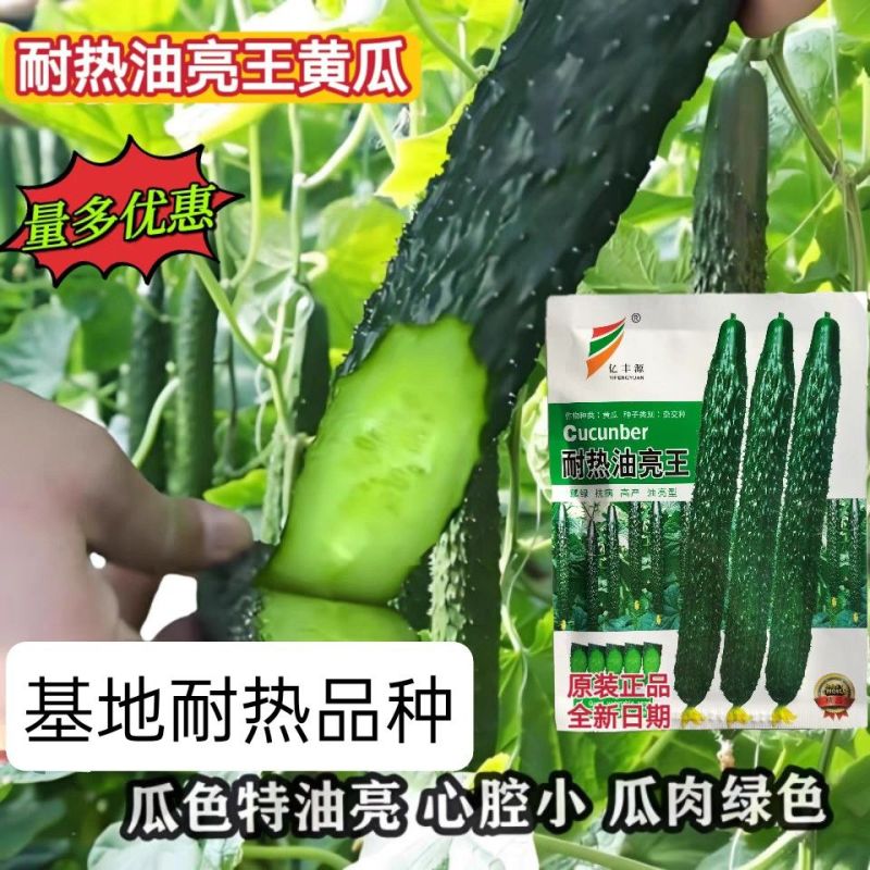 耐热油亮王黄瓜种子绿瓤长黄瓜种籽春夏秋季耐热密刺大田高产