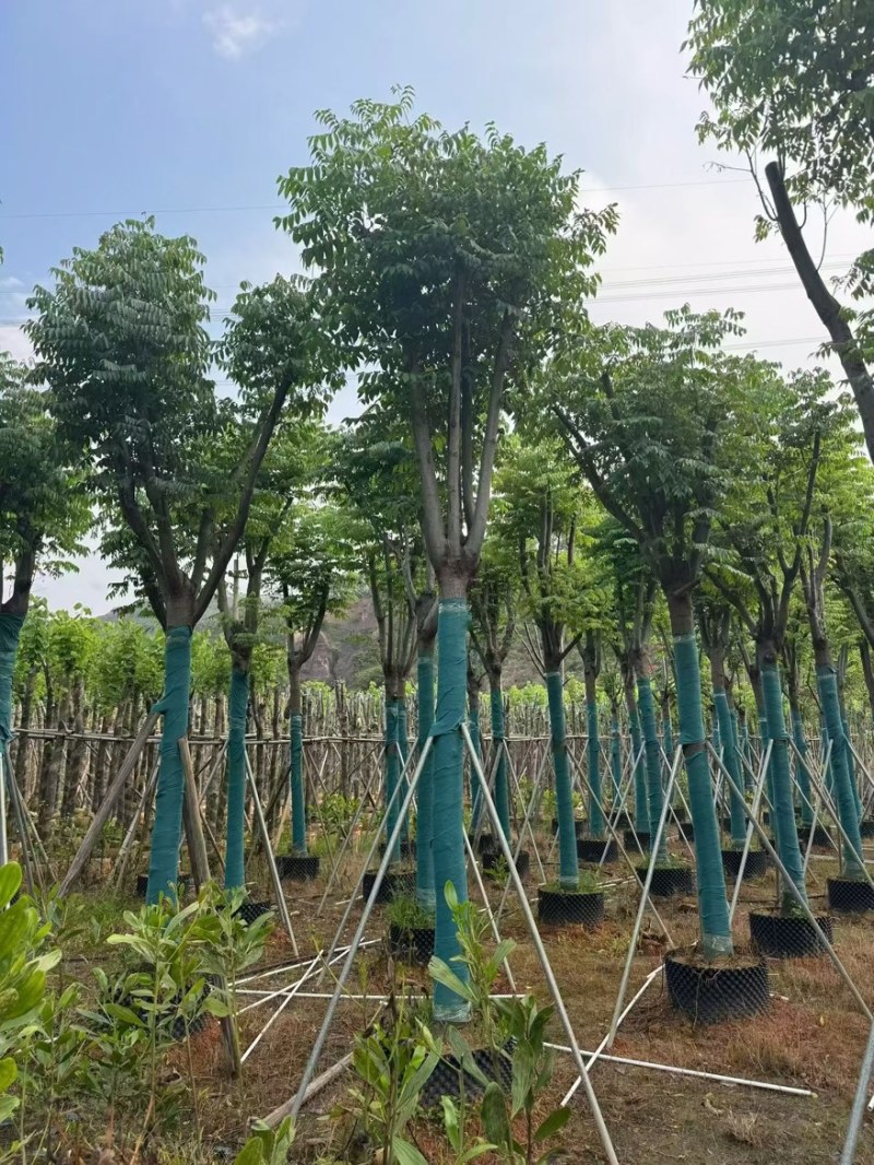 黄山栾树(国庆花)3-15分，基地直销，大量低价出售