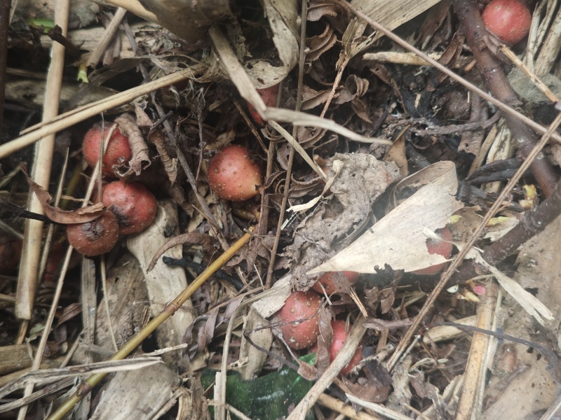 四川野地瓜现摘现发