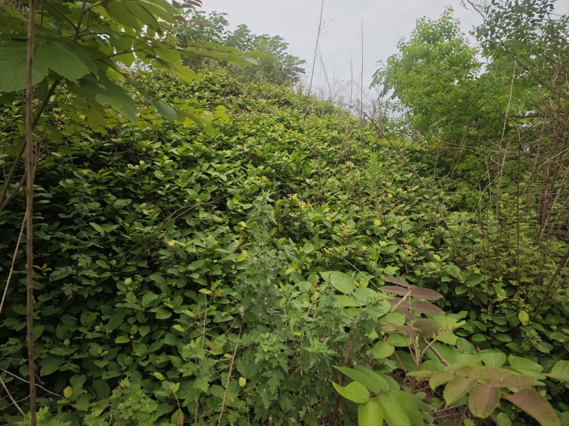 四川野地瓜现摘现发