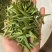 云南临沧冰岛茶叶，甜香甜，新茶上市，，，，