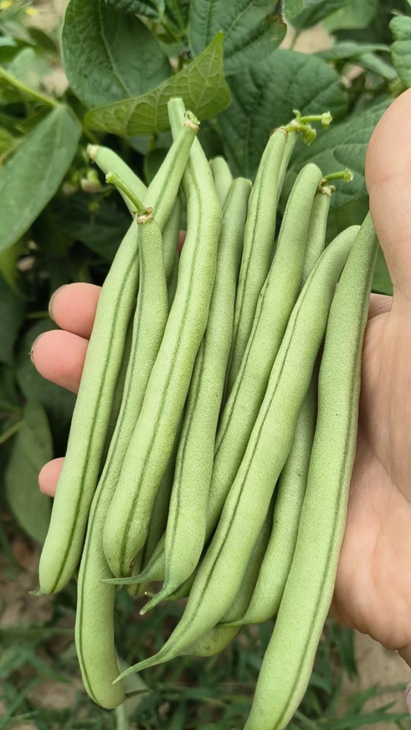 青刀豆又名地梅86-1
