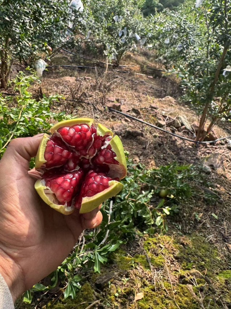 突尼斯软籽石榴