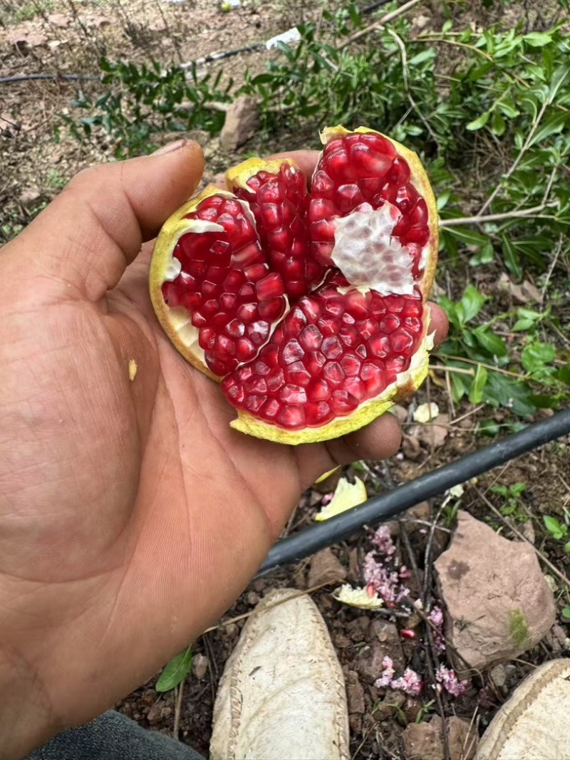 突尼斯软籽石榴