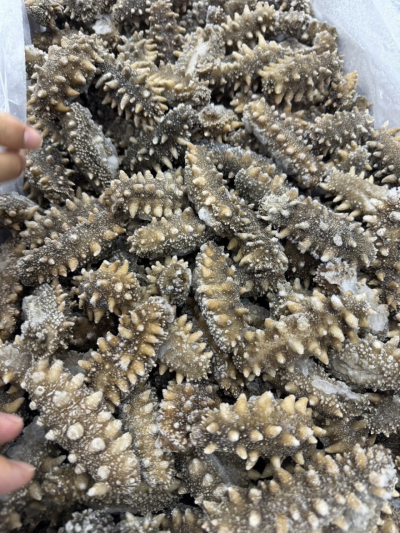 爆刺爆刺大连爆刺海参鲜食海参即食实体电商酒店供应链