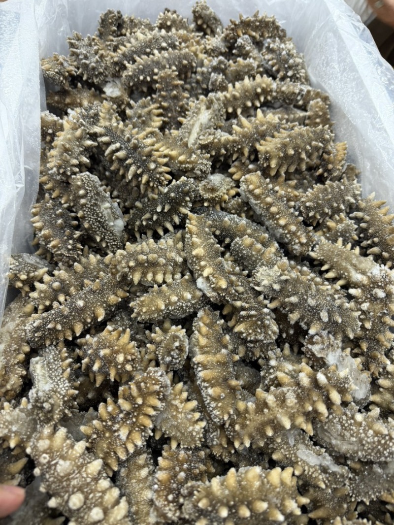 爆刺爆刺大连爆刺海参鲜食海参即食实体电商酒店供应链