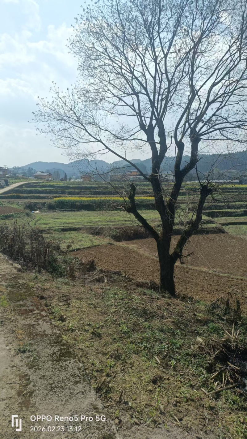 断头老乌桕。不是苗圃货。天然。几十年。原生老乌桕。