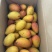 贵妃芒果🥭一件代发市场