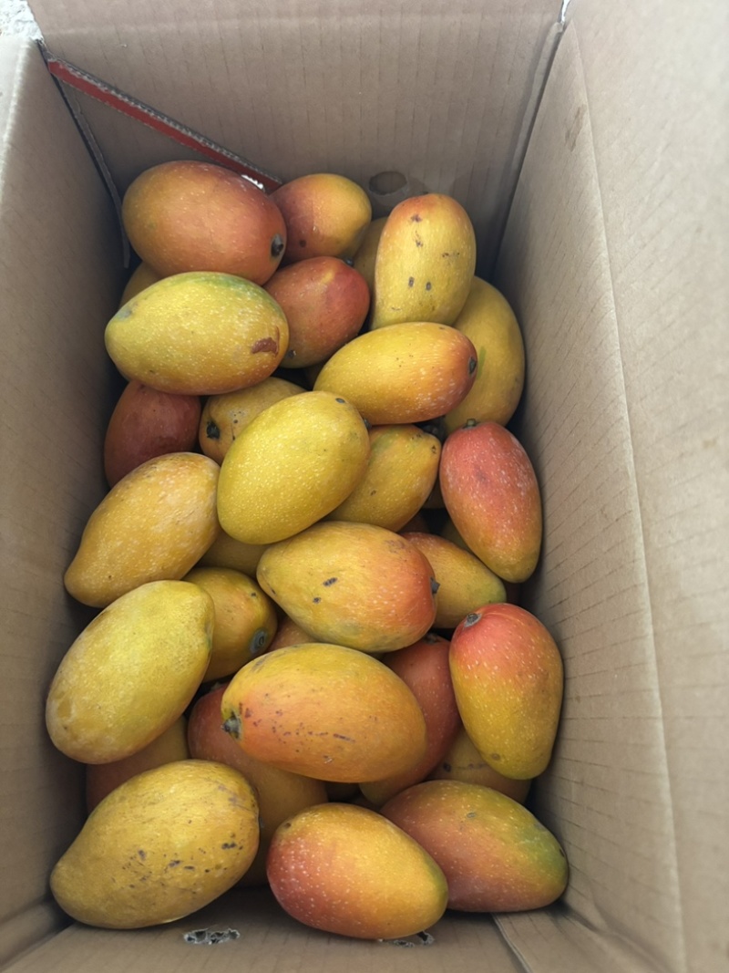 贵妃芒果🥭一件代发市场