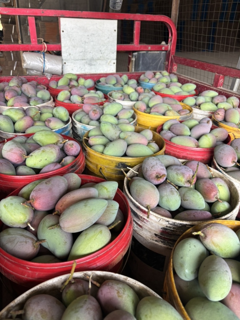 贵妃芒果🥭一件代发市场