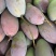 贵妃芒果🥭一件代发市场
