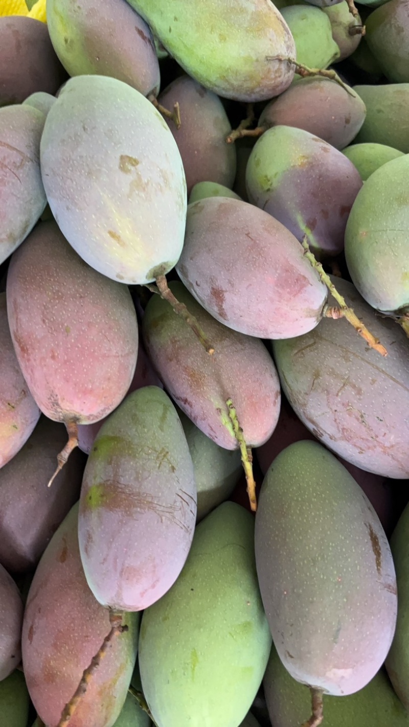 贵妃芒果🥭一件代发市场