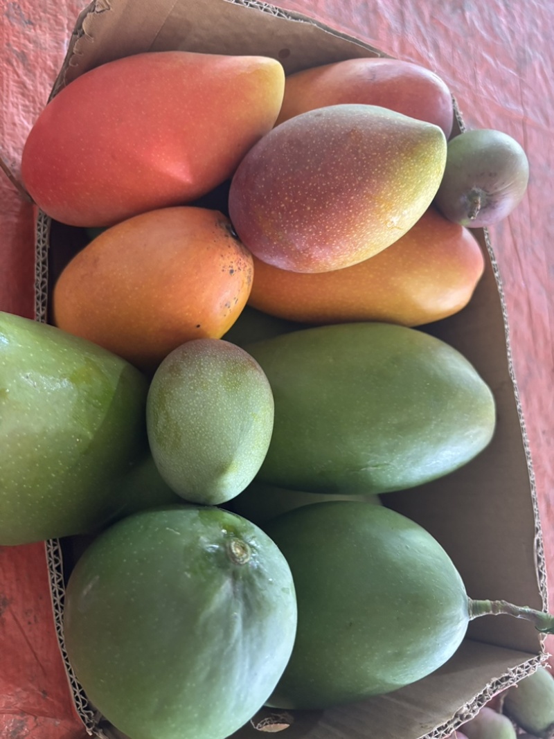 贵妃芒果🥭一件代发市场