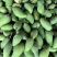 贵妃芒果🥭一件代发市场