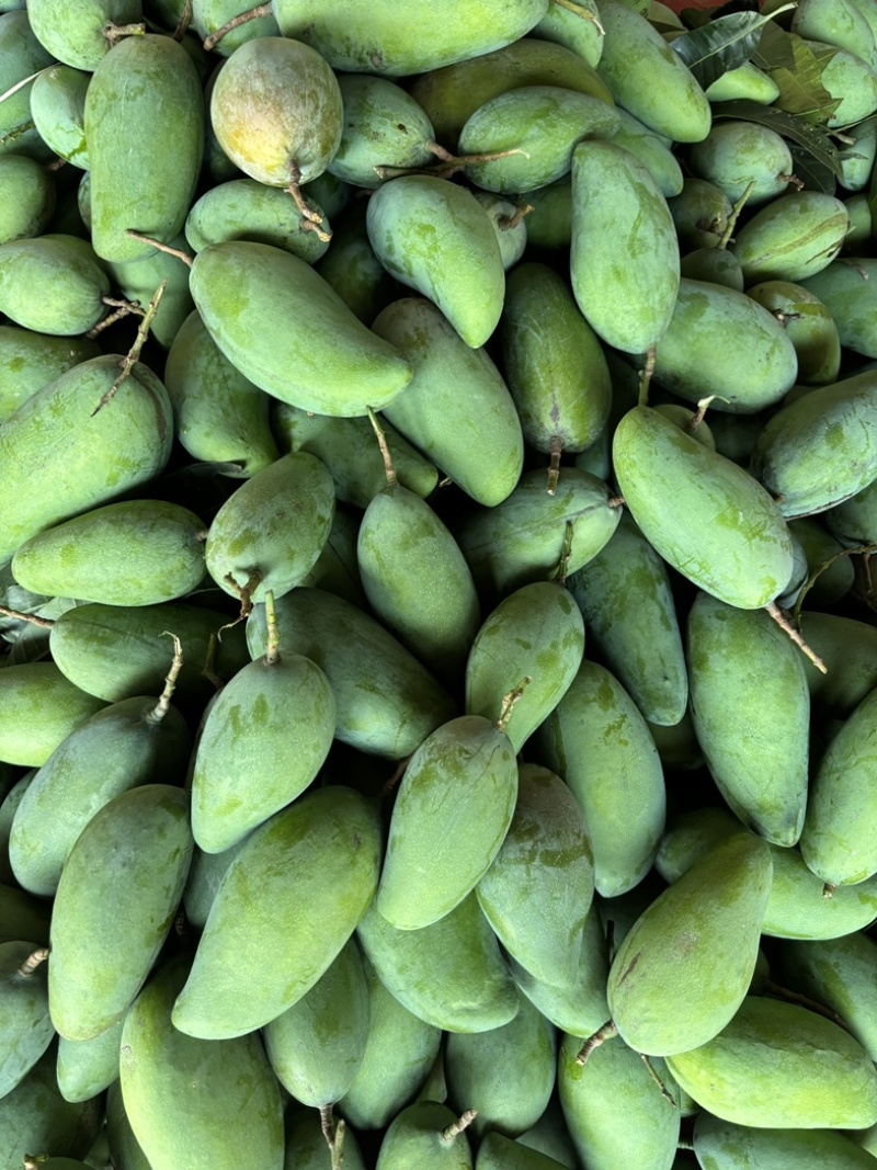 贵妃芒果🥭一件代发市场