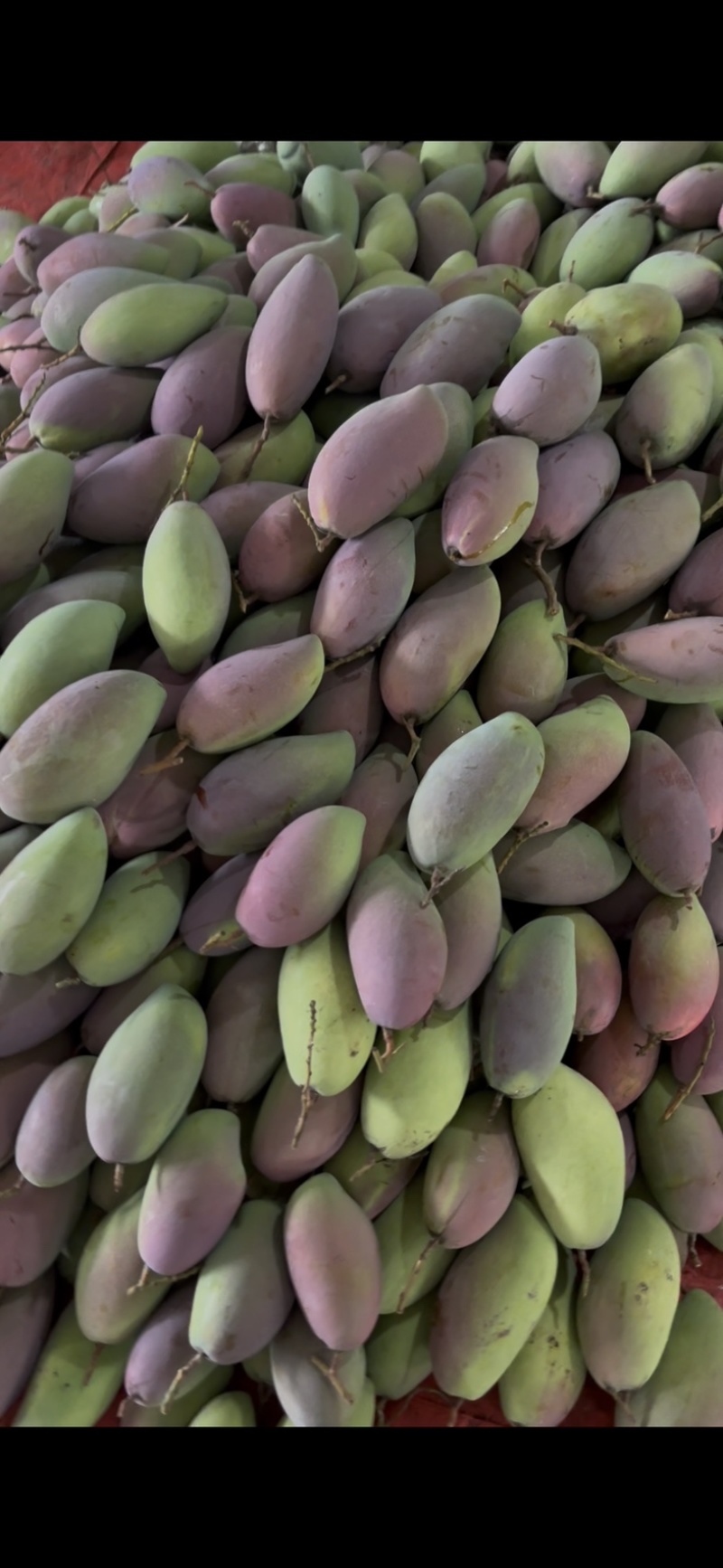 贵妃芒果🥭一件代发市场
